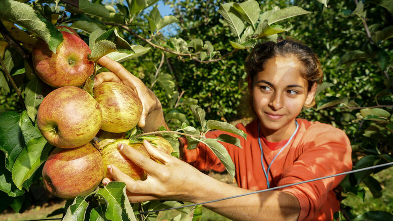 Daniela (19) aus Rumänien pflückt am Dienstag auf einer Plantage von Obstbau Stolle in Schirgiswalde Äpfel der Sorte Jonagold. Die Ernte fällt in diesem Jahr schlechter aus als in früheren Jahren.