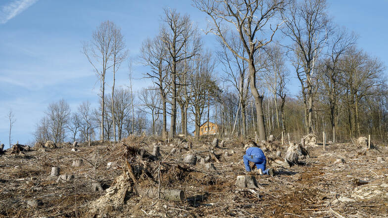 Neue Bäume auf abgeholzter Fläche: Klaus Hubrig pflanzt auf dem Spitzberg jetzt Stieleichen.