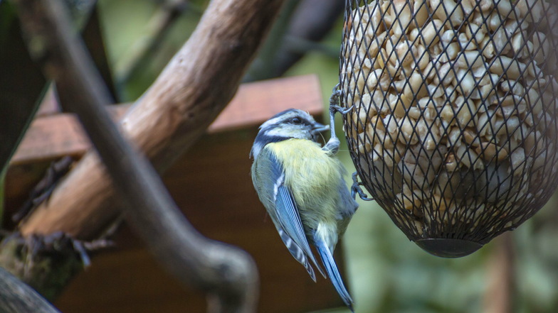 Die Blaumeise gehört zu den häufigsten Gästen am Vogelhaus.