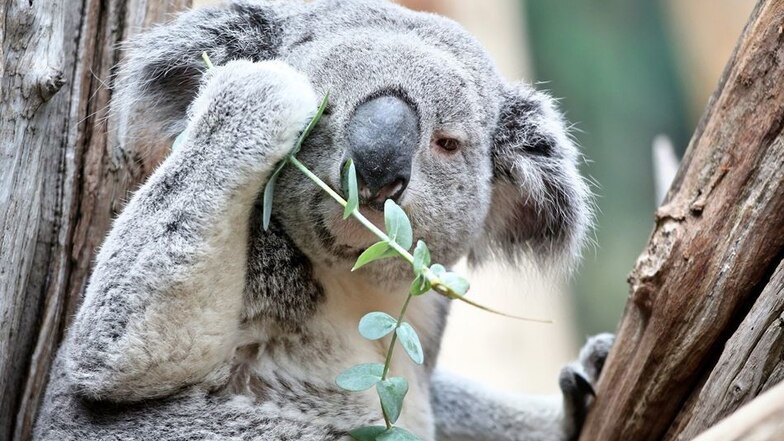 Koala im Zoo Leipzig wird EM-Orakel