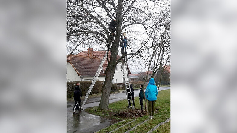 Jugendliche halfen mit, in Reinersdorf zehn Nistkästen aufzuhängen.