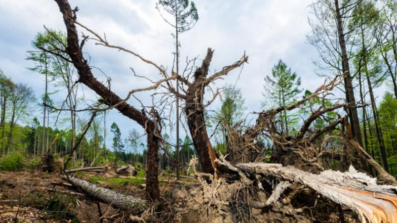 Im Bautzener Stadtwald gibt es massive Schäden.