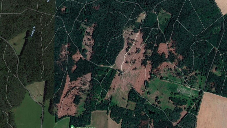 Es ist ziemlich kahl geworden in den Wäldern in den Königshainer Bergen, besonders im Ostteil. Das zeigen die rötlichen Stellen.