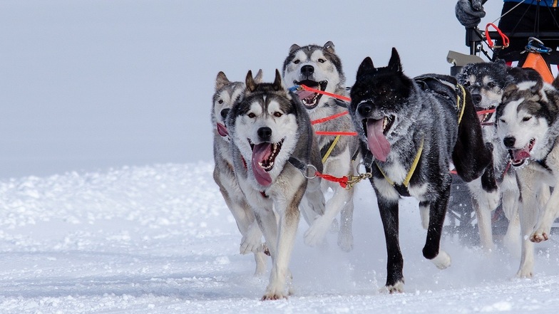 Schlittenhunde haben in Grönland einen sechsjährigen Jungen totgebissen.