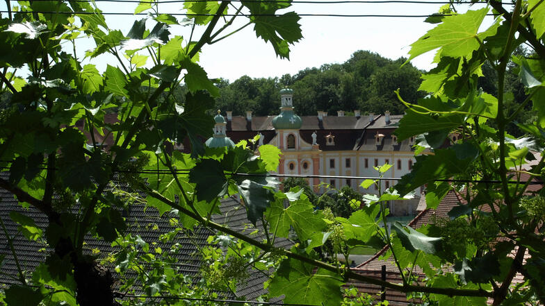 Der östlichste Weinberg Deutschlands liegt am Kloster St. Marienthal in Ostritz.