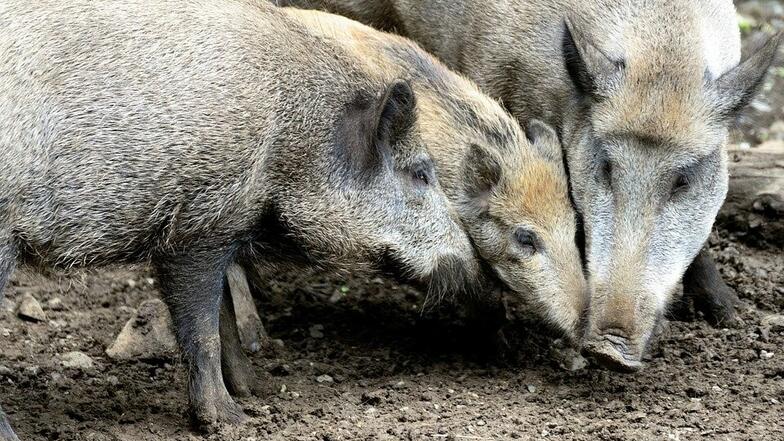 Afrikanische Schweinepest in Sachsen