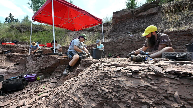 In den insgesamt vier Wochen der Sommergrabung will ein internationales Team aus Geologen und Paläontologen zwischen Georgenthal und Tambach-Dietharz erneut Funde aus einer Zeit von vor 290 Millionen Jahren aus dem Boden holen.