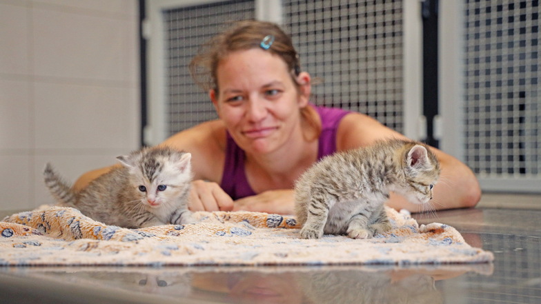 Riesas Tierheim beklagt Katzenschwemme
