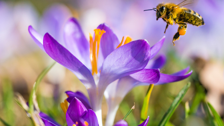 Biene beim Pollensammeln
auf Krokusblüten: Der milde Februar hat die Insekten hervorgelockt.