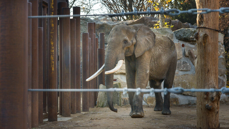 Elefantenbulle Tembo hat sich wunderbar eingelebt. Nun soll er mit den Elefantenkühen für Nachwuchs sorgen.