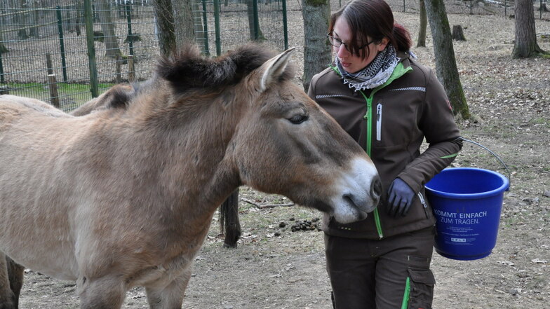 Tierpflegerin Sandra Kühnel mit einer der neu im Wildgehege Moritzburg eingezogenen Wildpferd-Stuten.