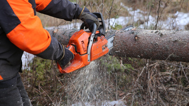 65 Festmeter Holz müssen jetzt in Riesa beseitigt werden.