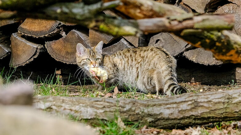 Futter gefunden. Die offenbar Neugierigste der drei neuen Wildkatzen hat sich zuerst aus ihrer Deckung getraut und eines der toten Küken in der großen Anlage im Wildgehege Moritzburg entdeckt.
