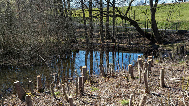 Der alte Gondelteich im Waldbad Polenz soll wieder ein Biotop werden.
