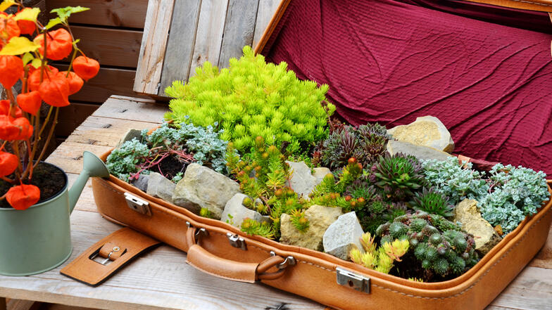 Mit dem Reisebüro Maertens kommen Ihre botanischen Urlaubssouvenire nach der Gartenreise sicher und ordnungsgemäß bei Ihnen Zuhause an!