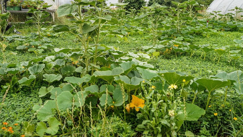 Ein buntes Beet: Zwischen Zucchini und Kürbissen wachsen Sonnenblumen, Weißklee, Ringel- und Polsterstudentenblumen.