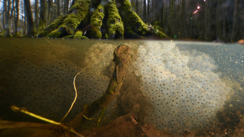 Froschlaich in einem kleinen Waldtümpel - heute kaum noch zu finden.
