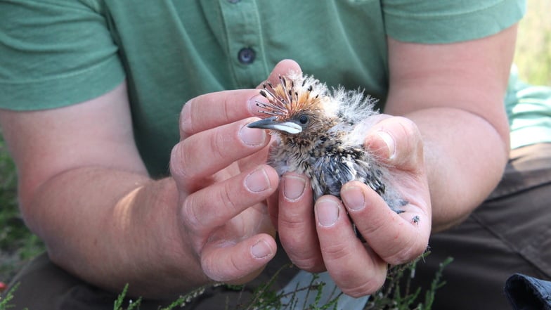 Im Bautzener Heide- und Teichland gibt es ein Nisthilfe-Programm für den Wiedehopf. Derzeit werden die Jungvögel beringt.
