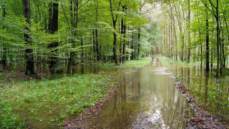 Überflutungen sind wichtig für den Röderauwald bei Großenhain. Naturschützer sehen das jetzt durch einen Wegebau des Landkreises Meißen gefährdet.