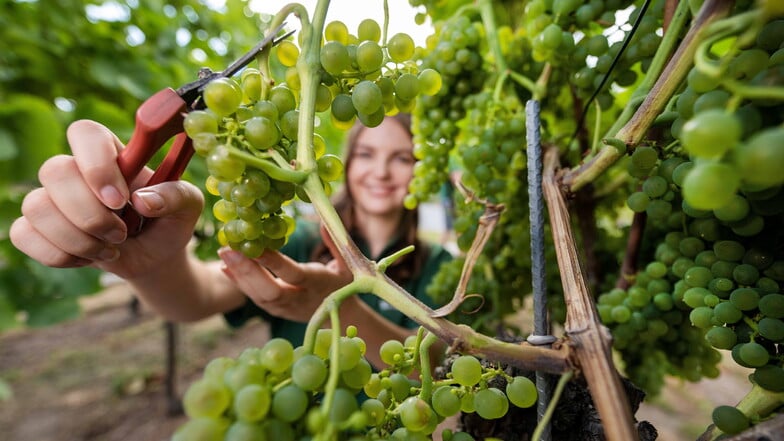 Beginn der Weinlese auf Schloss Wackerbarth: Sophie Reuter erntet Trauben der Weißweinsorte Solaris. Die Trauben werden zu Federweißer vergoren.