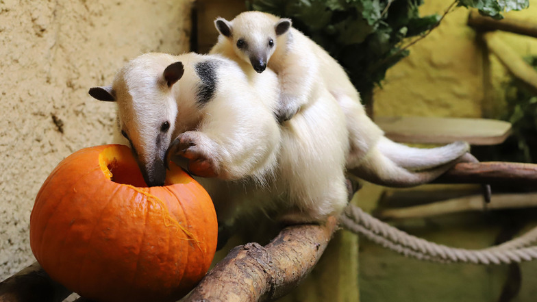 Tamandua-Jungtier im Zoo Dresden: Auf Mutters Rücken