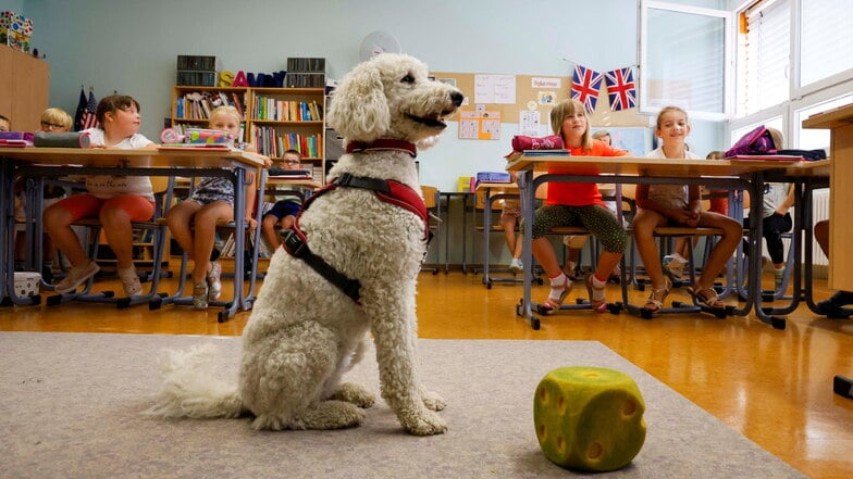 An der Grundschule Oßling sind auch zwei Hunde im Einsatz (hier Königspudel-Dame Fiona) - sehr zur Freude der Kinder. Die Hunde verbessern den Unterricht in mehrfacher Hinsicht.