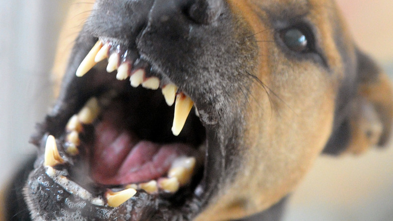 Die Polizei in Torgau musste sich mit einem aggressiven Hund beschäftigen.