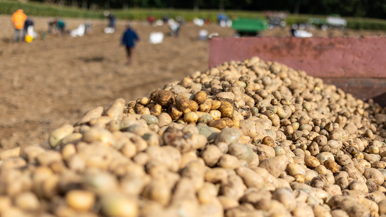 Schon am vergangenen Freitag und Sonnabend organisierte die Reinholdshainer Agrargenossenschaft eine Kartoffellese. Doch es sind noch genügend da für einen neuen Termin.