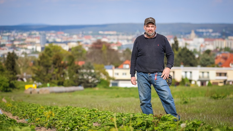 Dresdner Erdbeerbauer nach Frost: "Wir hatten in dieser Unglücksnacht trotzdem Glück"