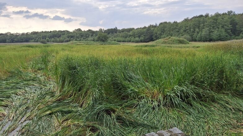 Wenige Monate nach der abgeschlossenen Sanierung präsentiert sich der Litzenteich erneut durchgängig von Schilf bewachsen.