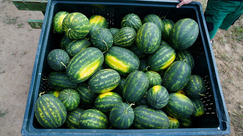 Reiche Ernte: Die Sonne macht die Wassermelonen aus dem Elbtal besonders groß und süß.