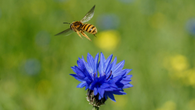 Bienen stechen nur, wenn sie sich bedroht fühlen. Viel lieber naschen sie Nektar.
