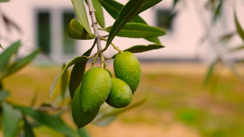Die ersten reifen Oliven im Mammutgarten in Prietitz.