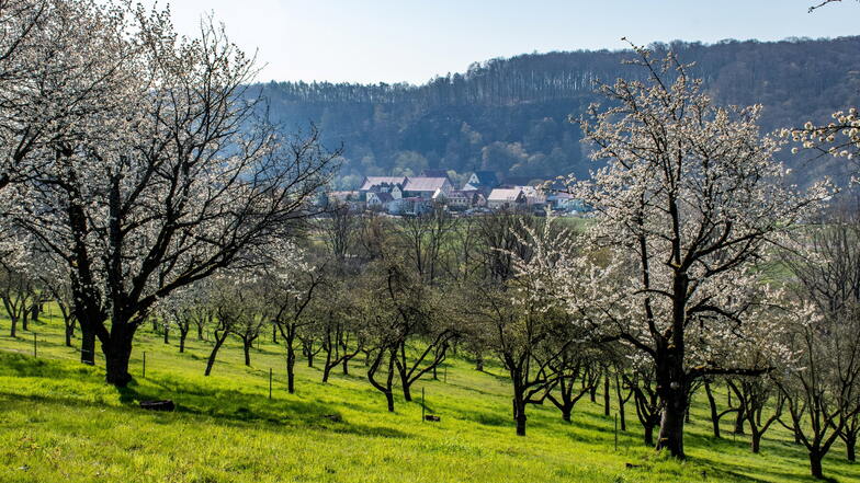 Auf fast sechs Hektar Fläche bewirtschaftet eine Klosterbucher Familie alte Obstbäume. Die eigene Streuobstwiese am Rande Klosterbuchs öffnet sie ab Freitag für etwa einen Monat für Besucher.
