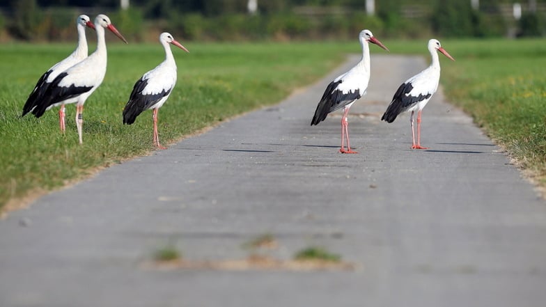 Störche stehen auf einem Weg.