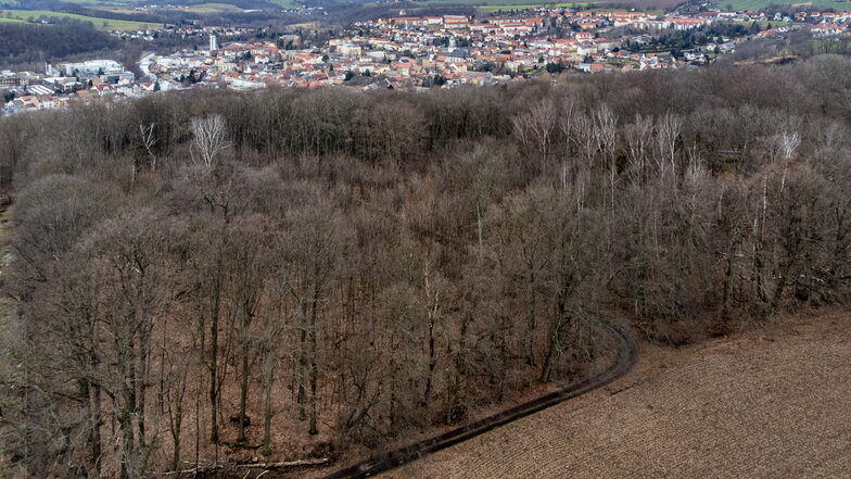 Trockenheit, Borkenkäfer und Rußrindenpilz haben auch dem Wald auf dem Roßweiner Hartenberg zugesetzt.