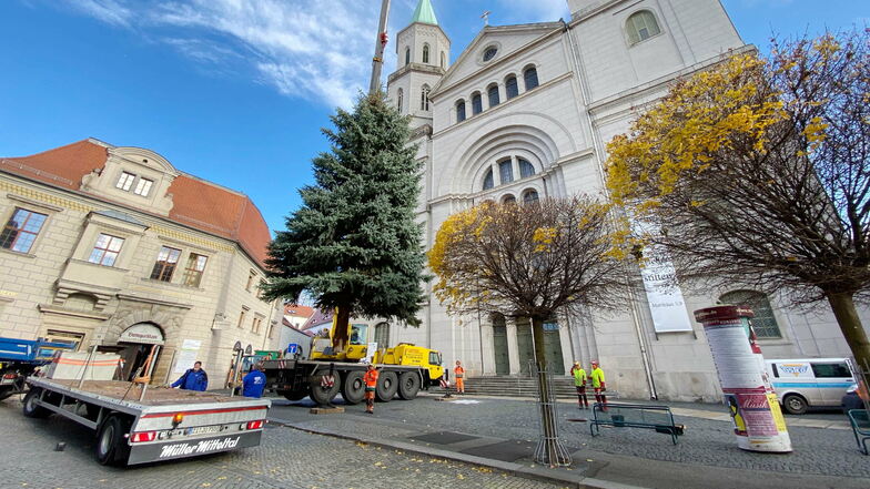 Vor der Johanneskirche steht eine neun Meter hohe Blaufichte. Sie stand an der Südstraße auf einem Privatgrundstück.