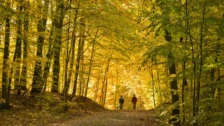 Laubverfärbung im UNESCO Weltnaturerbe „Alte Buchenwälder“ im Müritz-Nationalpark.