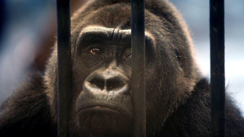 Thailands letzter Gorilla lebt im Horror-Zoo auf einem Dach