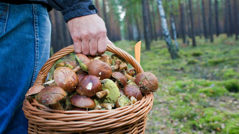 Manchmal finden Pilzsammler im Wald mehr als ihnen lieb ist. Zum Beispiel Leichen. Für die Ermittler ist das ein Glücksfall.  Dadurch wurden in Deutschland schon einige Morde aufgeklärt.