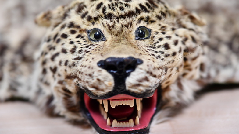 Leoparden unterliegen strengstem Schutz. Mindestens elf von ihnen endeten 2020 als Trophäe in Deutschland.