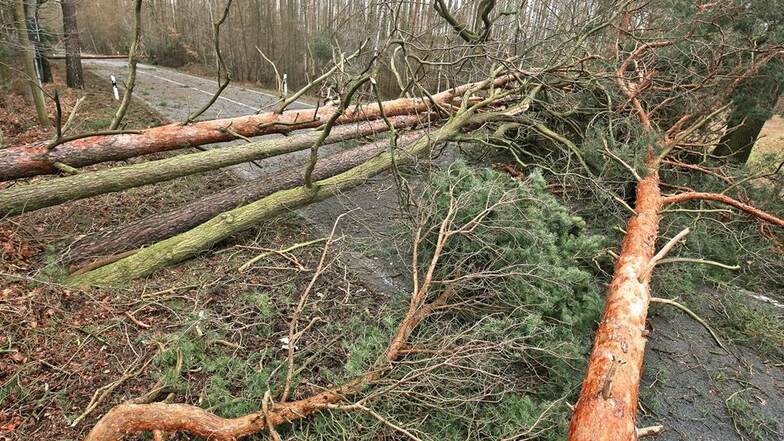Zwischen Lichtensee und Nieska ist die Staatsstraße 89 wegen umgestürzter Bäume nicht befahrbahr.
