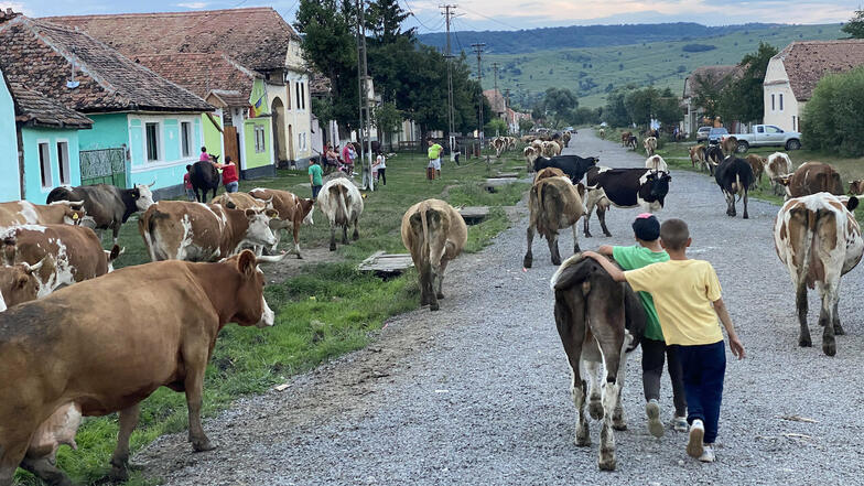 Am frühen Morgen holen die Hirten die Kühe der Dorfbewohner ab, in den Abendstunden treiben sie das Vieh von der Weide wieder zurück in den Ort.