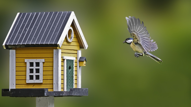 Ist das Vogelhaus richtig dimensioniert und auch positioniert, kommen die Vögel gerne zum Futtern vorbei.