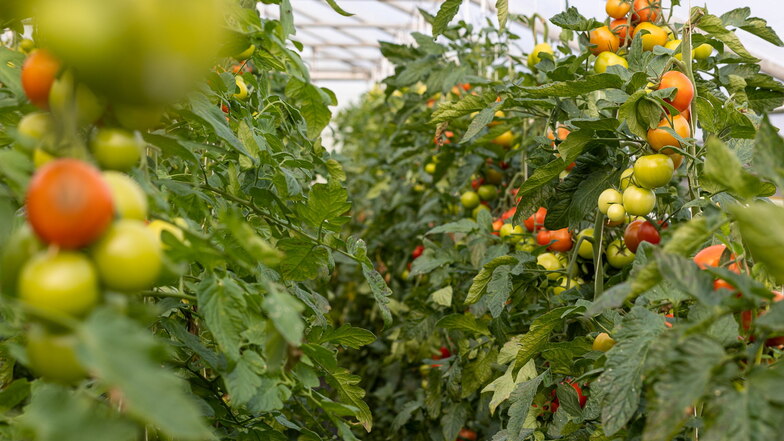 Die Gewächshäuser sind voll unter anderem mit leckeren Tomaten. Die könnten jetzt Wärme vertragen, damit sie keinen Schimmel ansetzen.