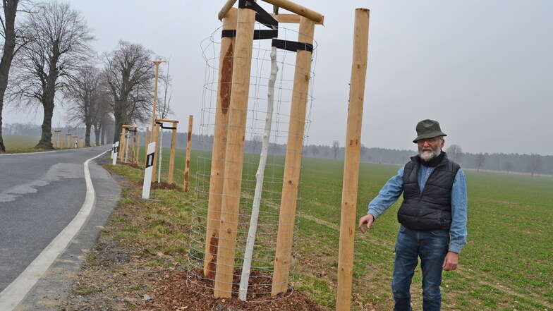 Schutzpfahl für neu gepflanzte Sommerlinden: Lutz Runge vom Nabu kritisiert das sorglose Heranackern mancher Landwirte an die Straßenbäume.