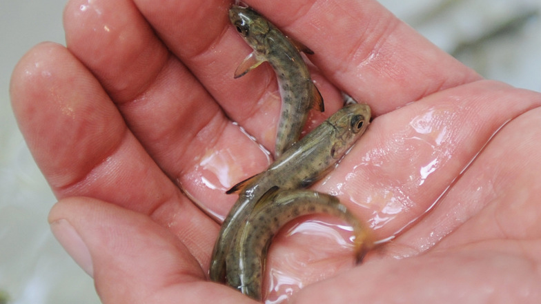 Knapp fingerlang sind diese Junglachse, die ein Biologe in seiner Hand hält. Lachse sind auch wieder in der Elbe heimisch.