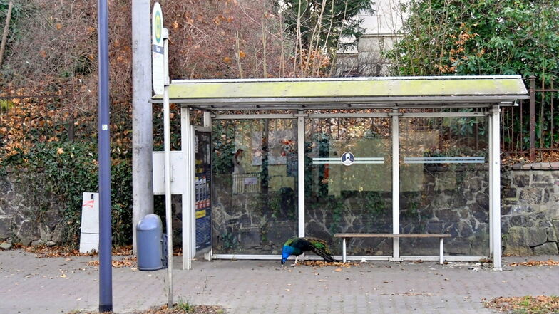 Pfau wartet auf Straßenbahn - oder auch nicht. Der Tierparkbewohner hatte Montag jedenfalls sein Domizil verlassen.