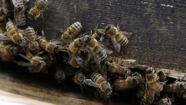 An den Eingängen der Bienenstöcke herrscht reges Treiben. 400000 Bienen wohnen am Edeka-Markt.