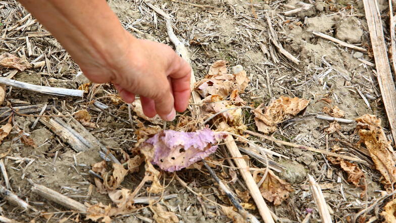 Solche lila bis bräunlich gefärbten Pflanzenteile wie hier auf den Feldern am Kamenzer Walberg sind nach dem Einsatz des Unkrautvernichtungsmittels Glyphosat zu finden.